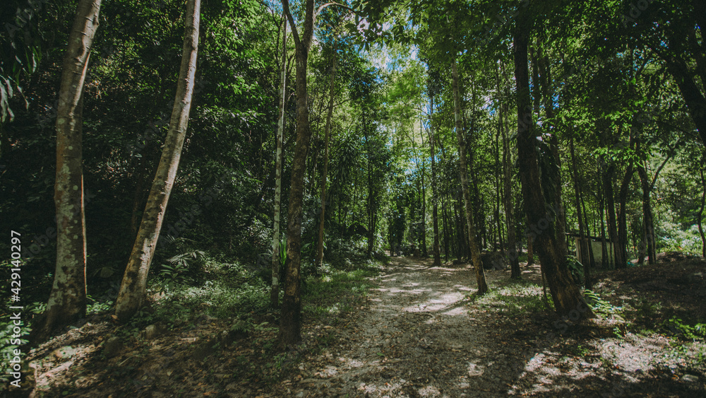 Moist forest. Moist forest.
