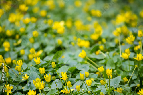 Caltha palustris field. Yellow spring flowers in the forest. © 0635925410