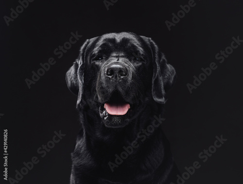 Beautiful labrador retriever with shiny black fur in dark background © Fxquadro
