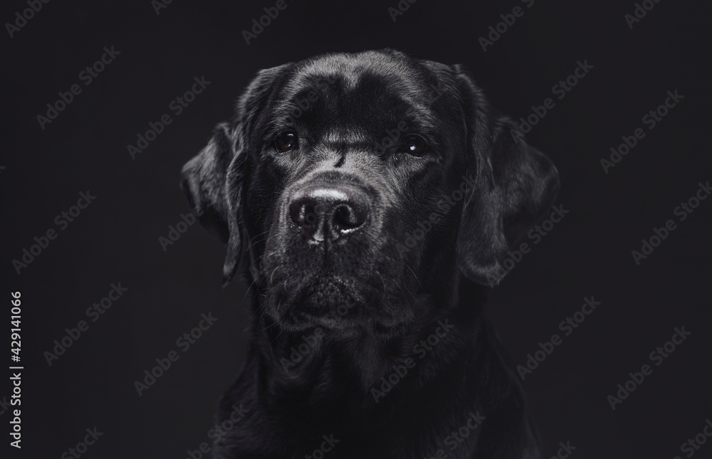 Head shot of a posing in dark background black retriever Head shot of a posing in dark background black retriever