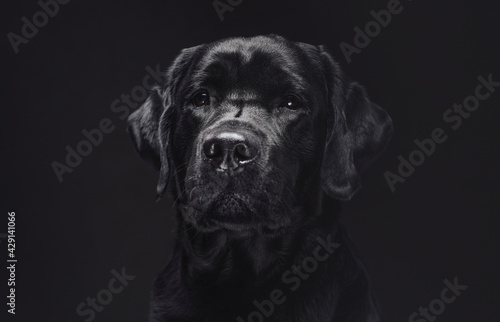Head shot of a posing in dark background black retriever © Fxquadro