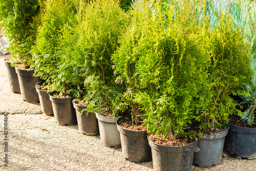 Outdoor garden store center with young seedlings. thuja in pots. fair. garden plant for home