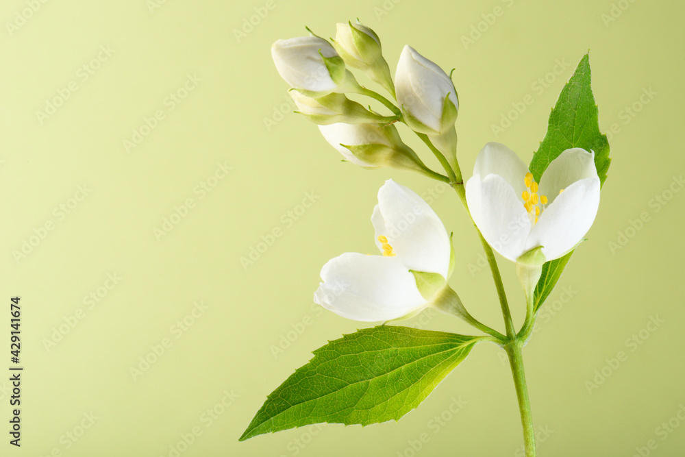 Fototapeta premium White flowers and buds on a green background.