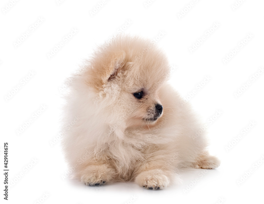 puppy pomeranian in studio puppy pomeranian in studio