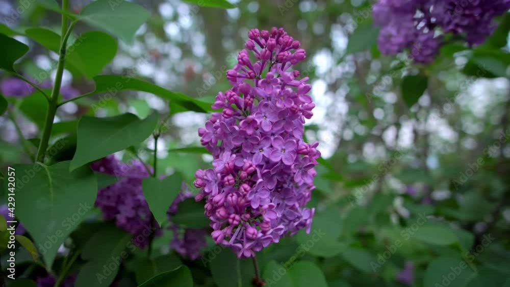 Close-up view of violet lilac flower inflorescence Close-up view of violet lilac flower inflorescence