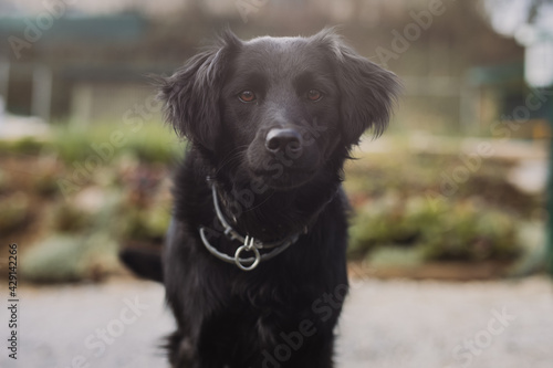 Portrait of a curious black dog in the garden. Interested and obedient young black dog.