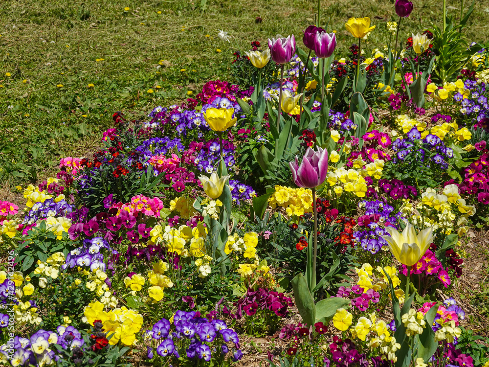Fototapeta premium Spring flower bed