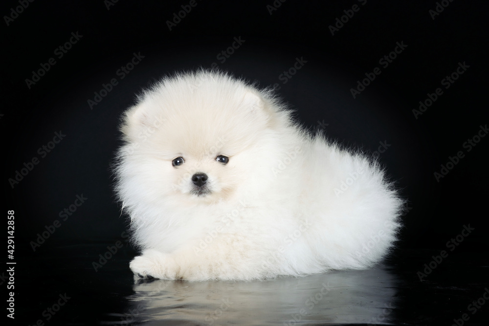 white pomeranian puppy on black white pomeranian puppy on black