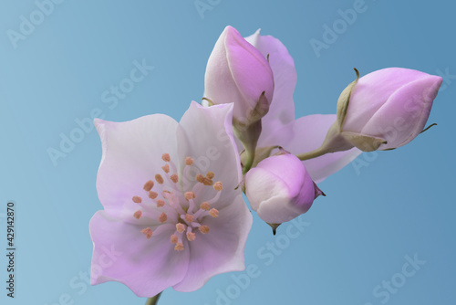 White flowers and buds on a blue background. Purple light.