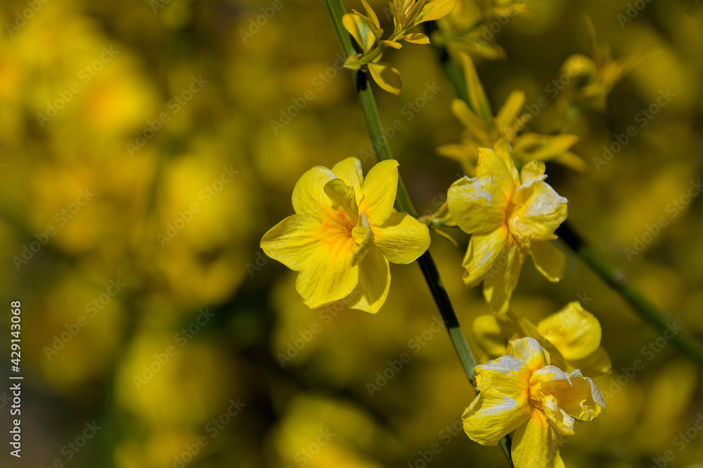 Obraz premium 別名オウバイモドキとも呼ばれるウンナンオウバイ