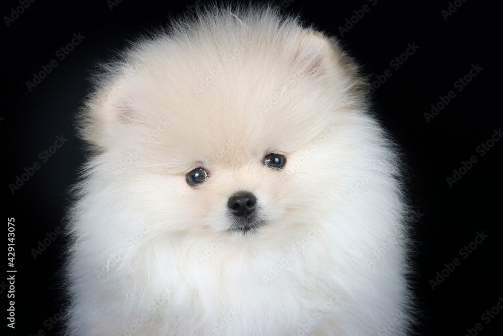 white pomeranian puppy white pomeranian puppy