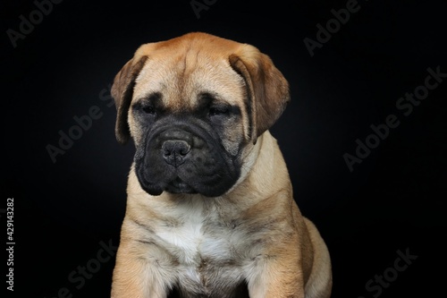 bullmastiff puppy isolated on black background © eds30129