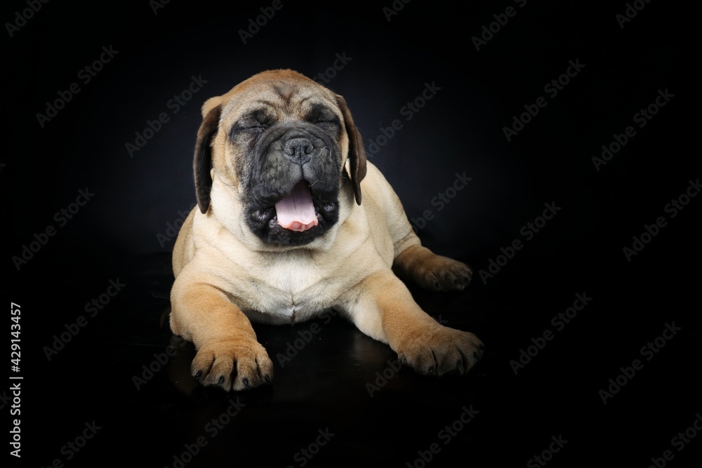 bullmastiff puppy isolated on black background