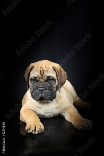 bullmastiff puppy isolated on black background © eds30129