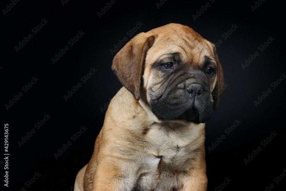 bullmastiff puppy isolated on black background