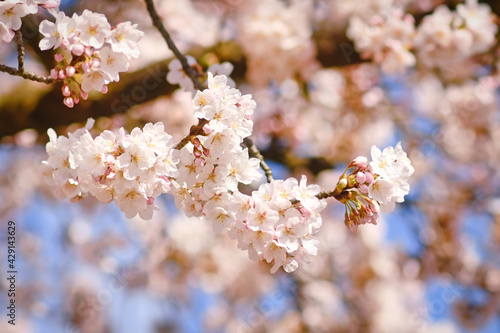 Blooming spring flowers of japanese  Somei Yoshino  cherry blossom tree