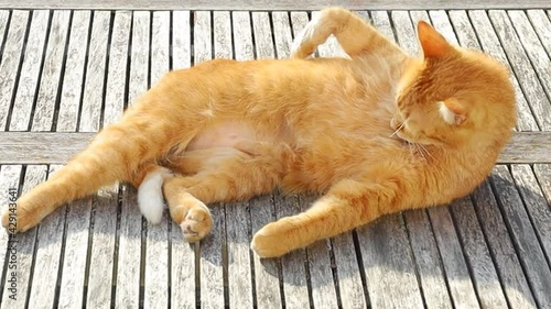 chat se lavant sur une table au soleil photo