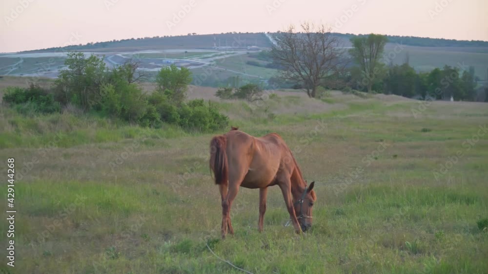 Young foal on green meadow during sunset. Young foal on green meadow during sunset.