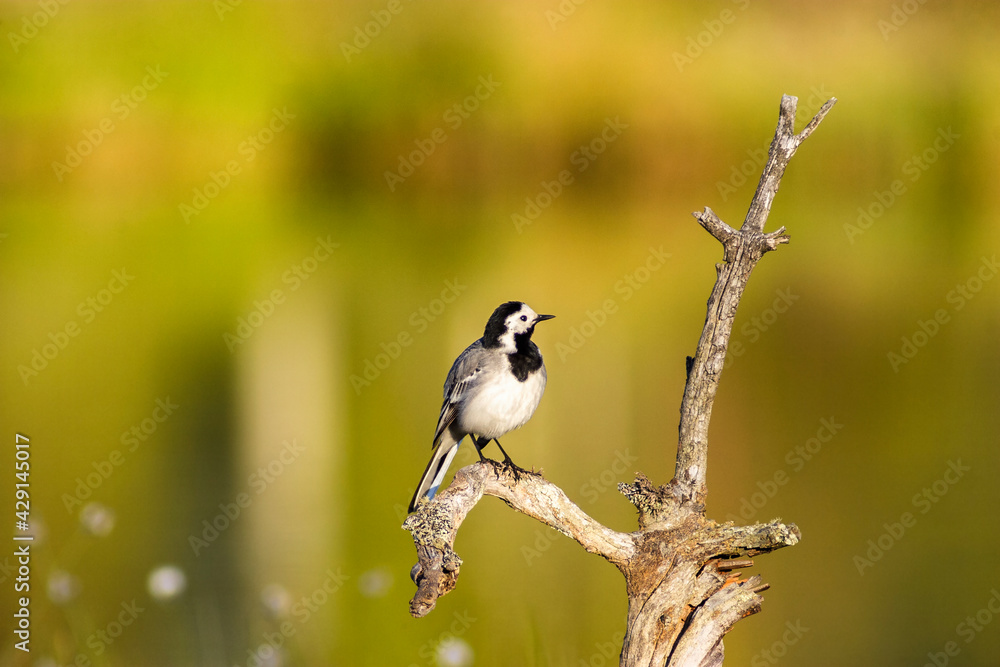 White wagtail on a sunny tree branch White wagtail on a sunny tree branch