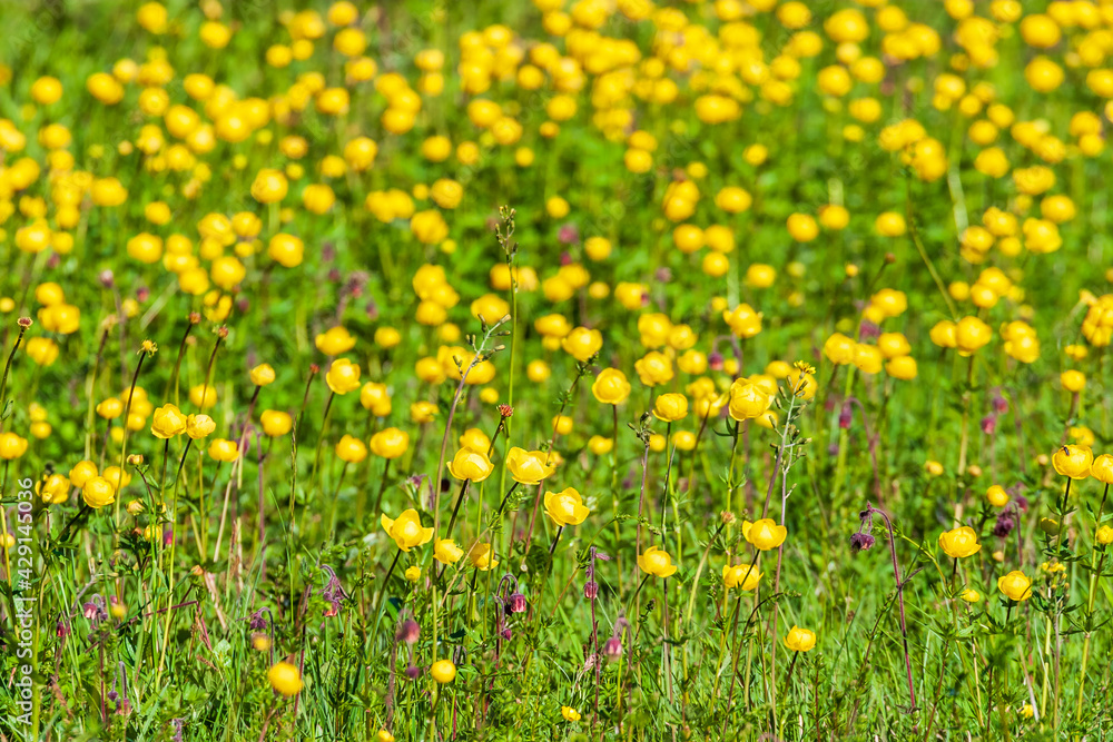 Yellow Globeflower on a meadow a sunny summer day