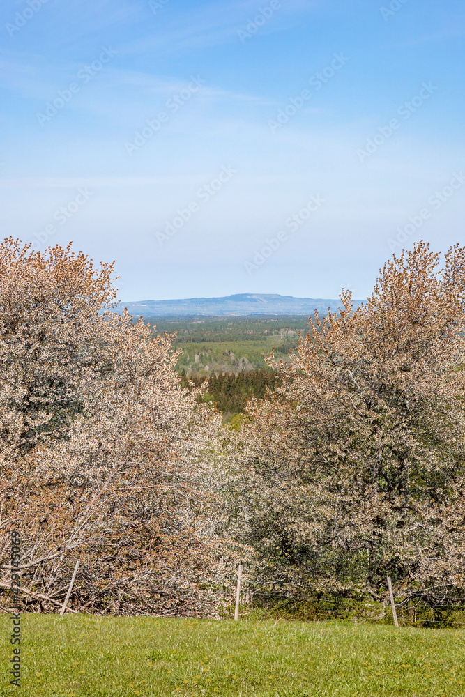 Flowering cherry trees with a beautiful landscape view Flowering cherry trees with a beautiful landscape view