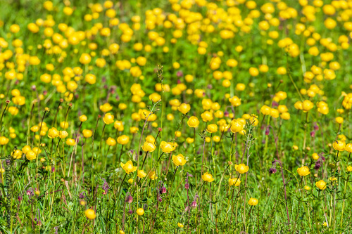 Yellow Globeflower on a meadow a sunny summer day