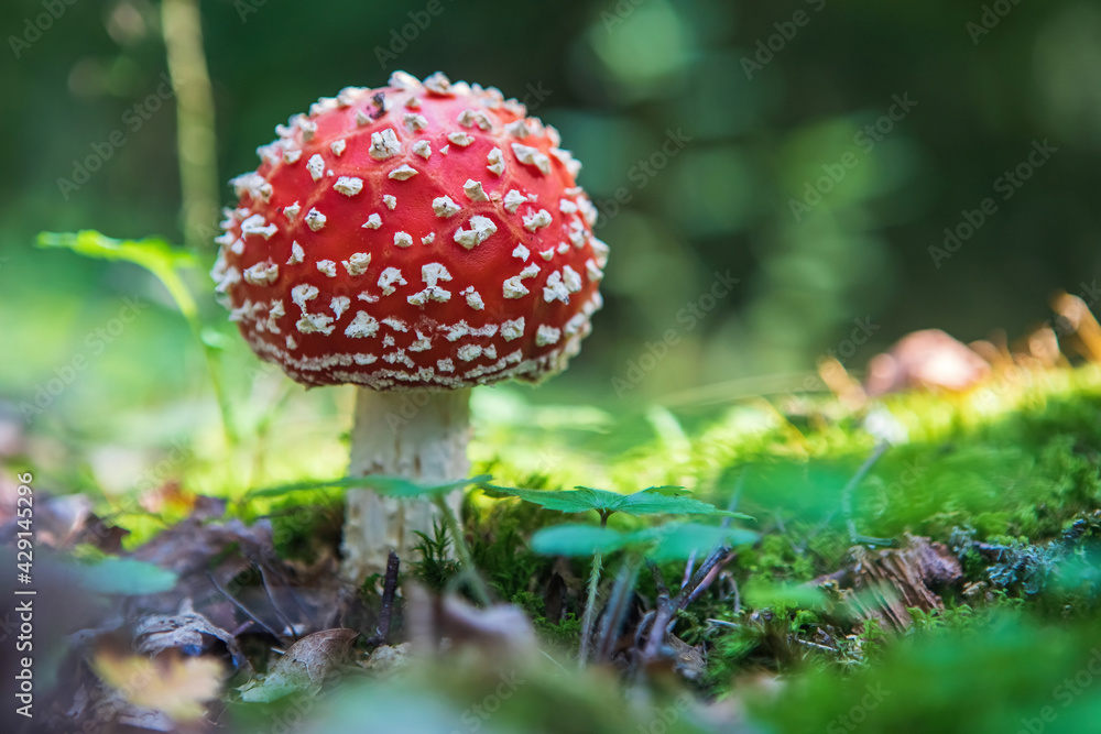 Fly agaric (Amanita muscaria) poisonous mushroom Fly agaric (Amanita muscaria) poisonous mushroom