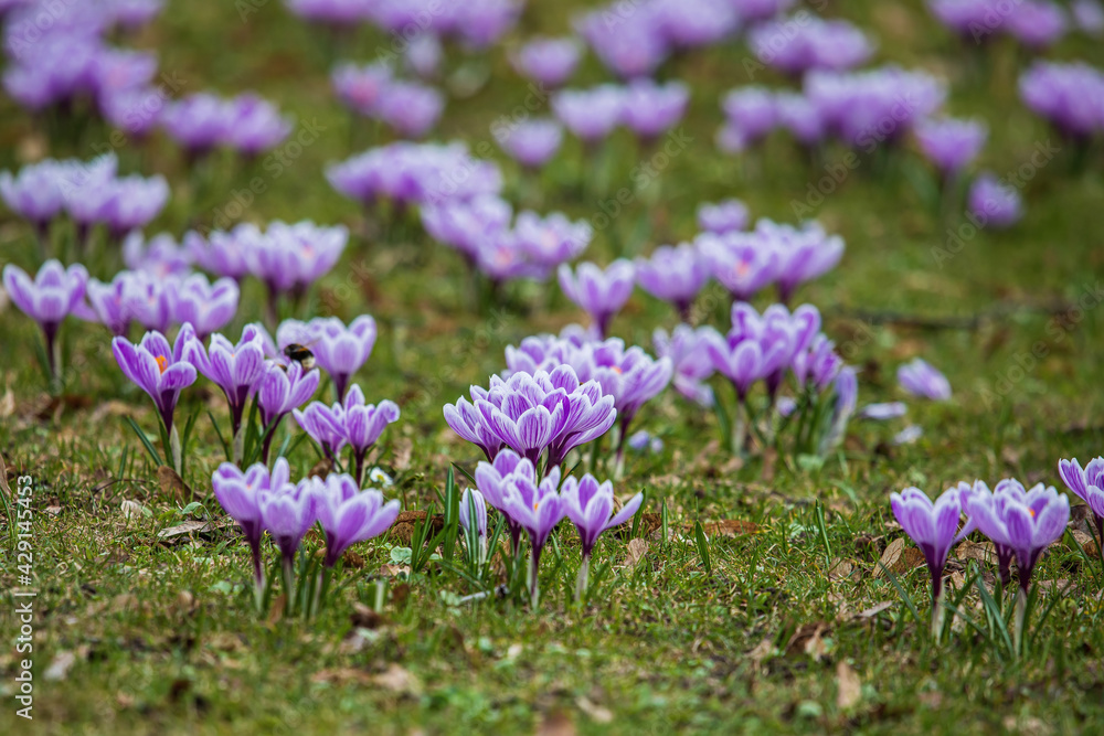 Purple crocus flowers in the early spring Purple crocus flowers in the early spring