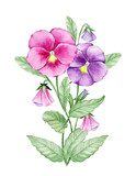 Violas, a hand-drawn garden plant. Watercolor clip art, pansies, flowers, leaves, branches.