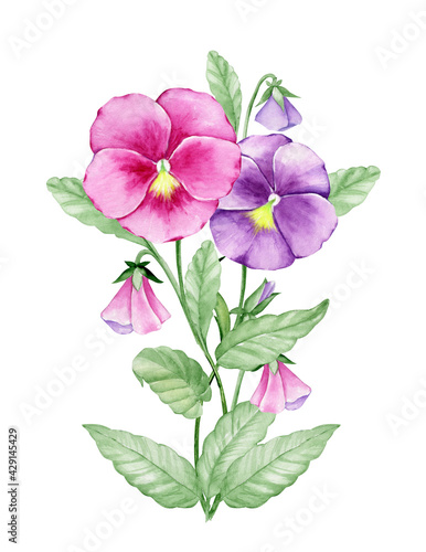Violas  a hand-drawn garden plant. Watercolor clip art  pansies  flowers  leaves  branches.