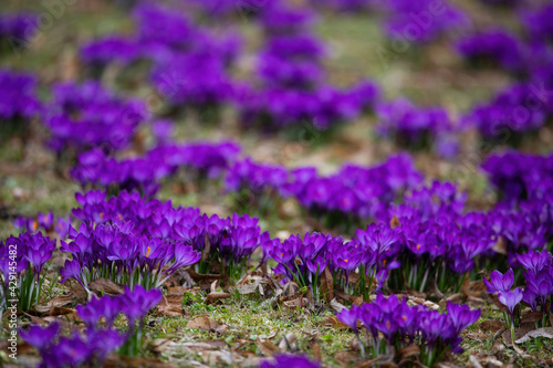 Purple crocus flowers in the early spring