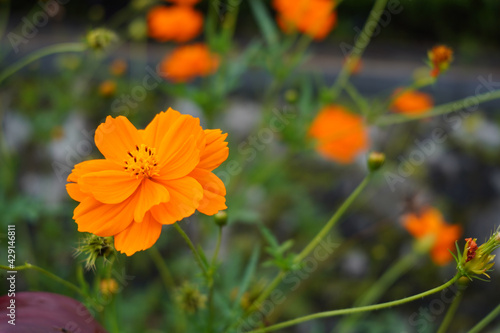 Yellow cosmos flower blooming in the garden photo