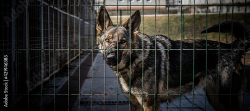 German shepherd in the aviary close-up. A dog in a cage. Pets in captivity. Service dog breeding.  © VITALII