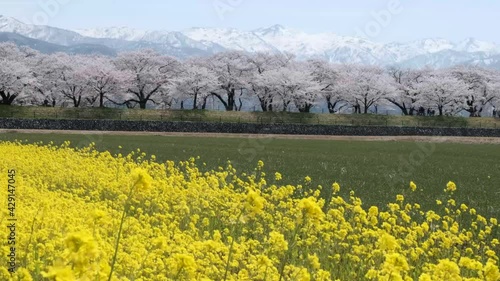 日本の春風景春がすみ舟川べりの桜並木と黄色い菜の花と残雪の雪山