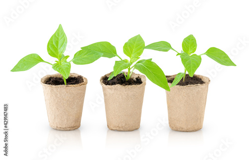 Three green potted seedlings isolated on the white background