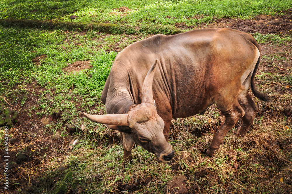Obraz premium Buffalo