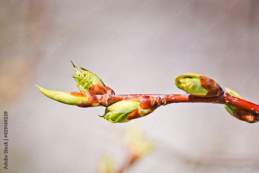 Young buds and leaves bloom. The first leaves on the apple tree. Blurred spring background. Selective focus. Young buds and leaves bloom. The first leaves on the apple tree. Blurred spring background. Selective focus.