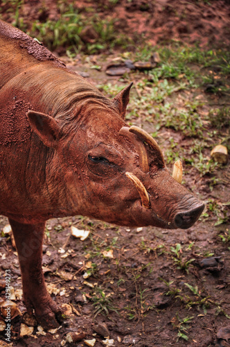 Wild Boar © Marlon Hutajulu