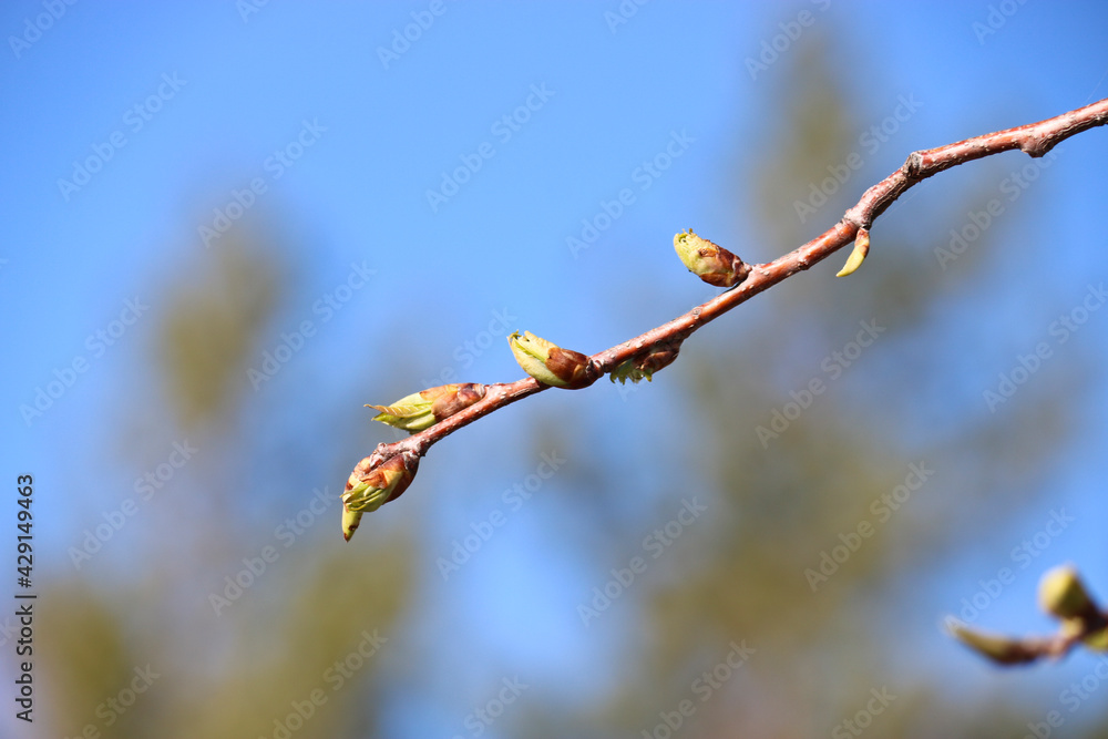 The first leaves on the apple tree. Young buds and leaves blooming against the blue sky. Blurred spring background. Selective focus. The first leaves on the apple tree. Young buds and leaves blooming against the blue sky. Blurred spring background. Selective focus.