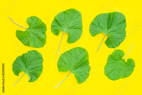 Melon leaves on yellow background.