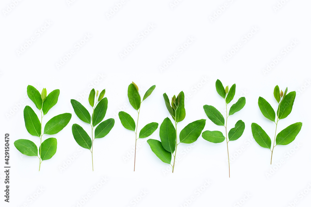 Fototapeta premium Eucalyptus leaves on white