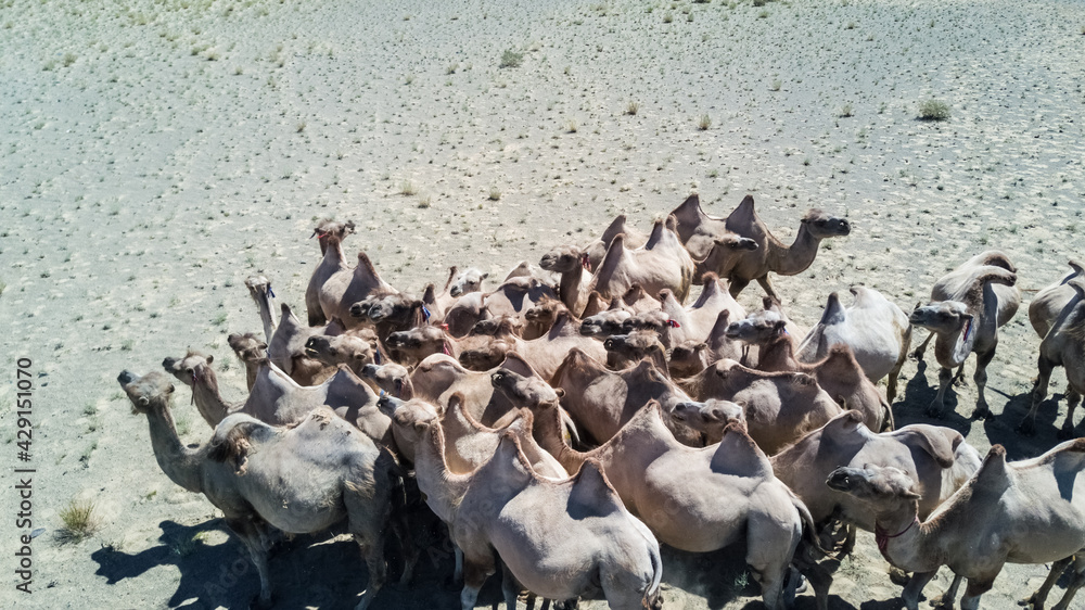 Fototapeta premium a herd of bactrian camels in the desert in Mongolia