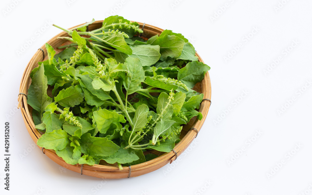 Holy basil leaves on white background. Holy basil leaves on white background.