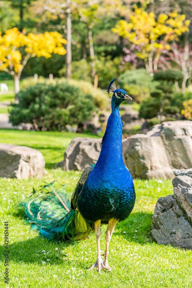 Fototapeta premium Peafowl male (Pavo