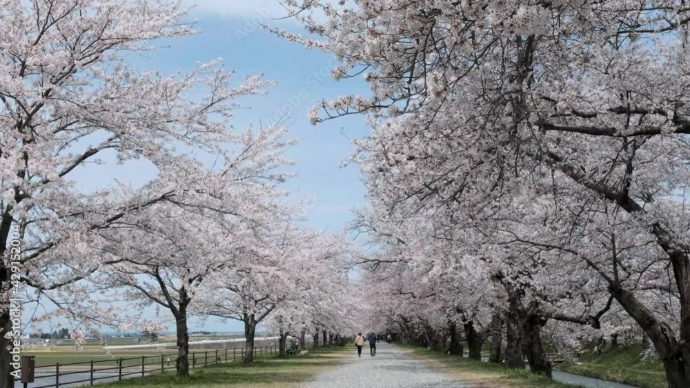 日本の春風景春がすみ舟川べりの桜並木、
