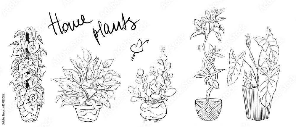 Set of hand drawn house plants in pots. Cute set of hand drawn house plants in pots Set of hand drawn house plants in pots. Cute set of hand drawn house plants in pots