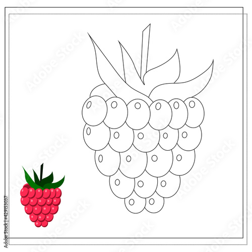 Page of the coloring book, raspberry. Color version and sketch. Coloring book for kids. Vector illustration isolated on a white background