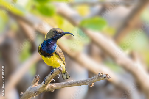 Olive-backed Sunbird Yellow-bellied sunbird bird form thailand