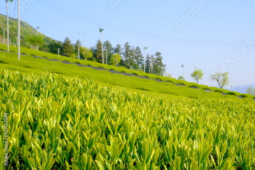 tea leaf and plantation