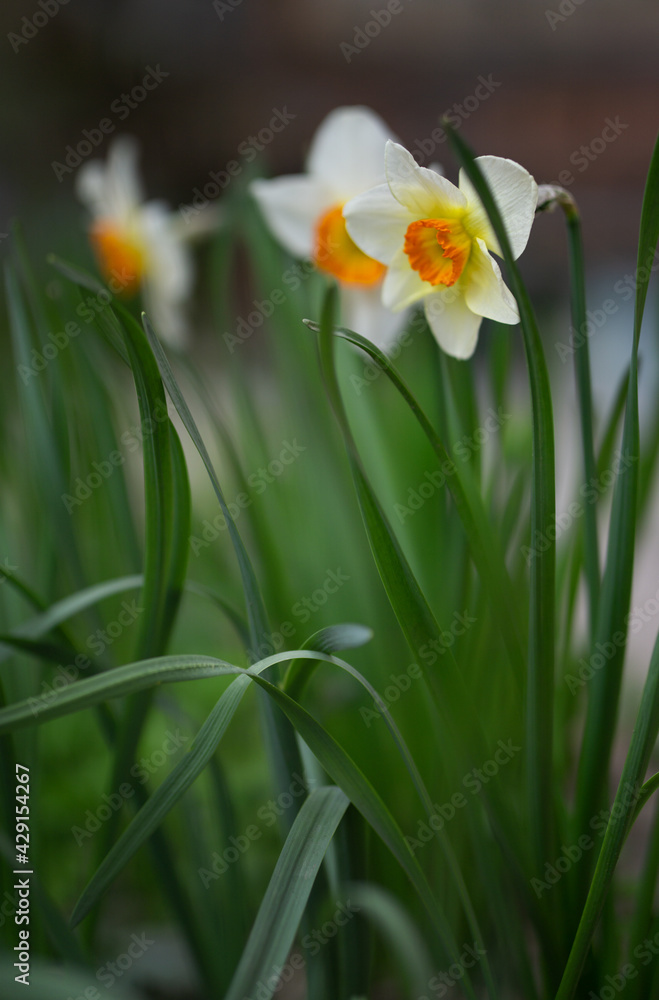 Close up of white Daffodil Narcissus flower plant in the garden springtime bloom Close up of white Daffodil Narcissus flower plant in the garden springtime bloom
